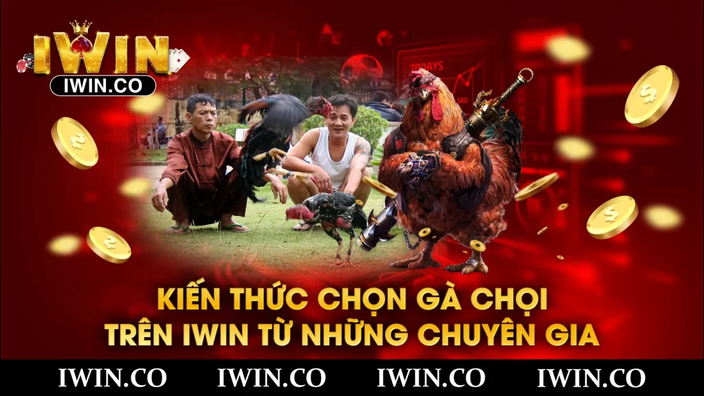 Kiến thức chọn gà chọi 01